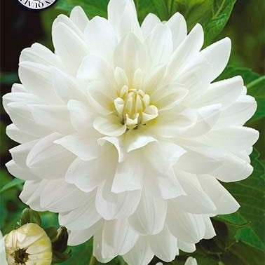 Dahlia Dekorativ Le Castle 1-pack